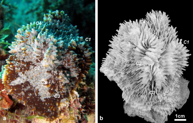 Coralli Polinesia Francese